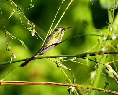 White-tailed Goldenthroat