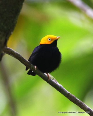 Golden-headed Manakin