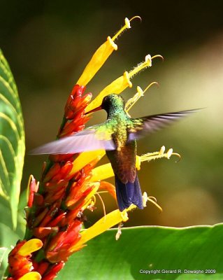 Copper-rumped Hummingbird