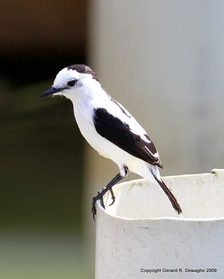 Pied Water Tyrant