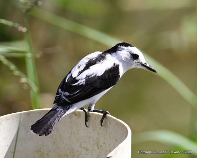 Pied Water Tyrant