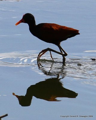 Wattled Jacana