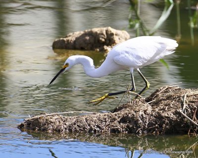 Snowy Egret