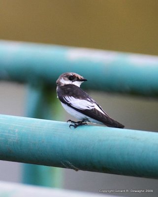 White winged Swallow