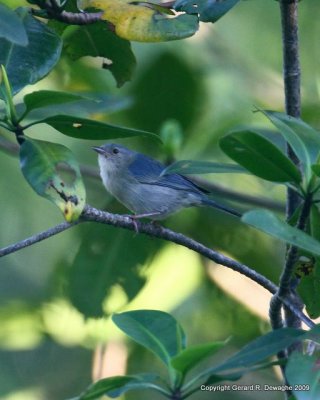 Bicolored Conebill