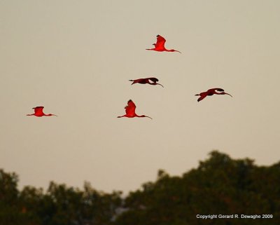 Scarlet Ibis