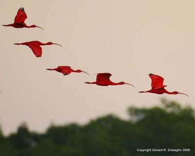 Scarlet Ibis