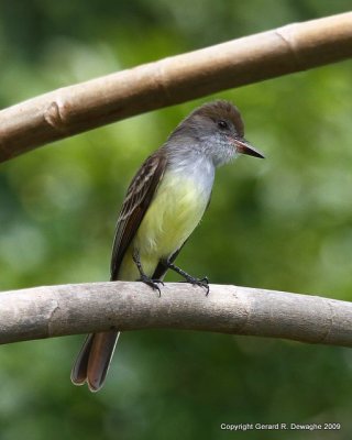 Brown-crested Flycatcher