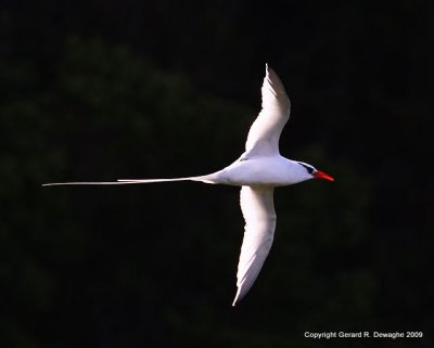 Red-billed Tropicbird