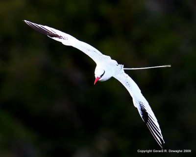 Red-billed Tropicbird