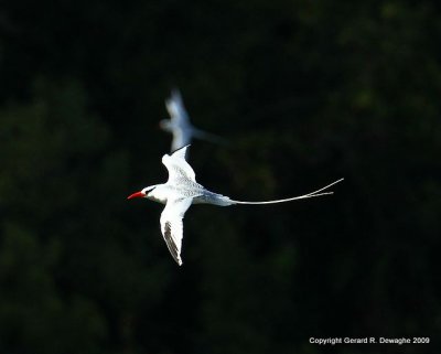 Red-billed Tropicbird