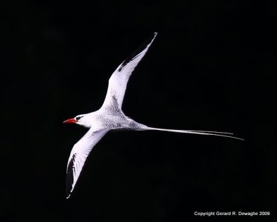 Red-billed Tropicbird