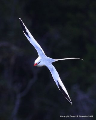 Red-billed Tropicbird