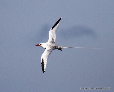 Red-billed Tropicbird