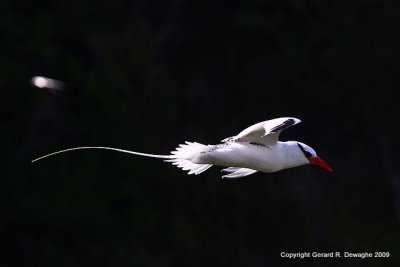 Red-billed Tropicbird