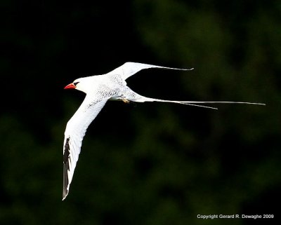 Red-billed Tropicbird