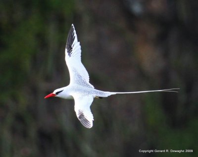 Red-billed Tropicbird