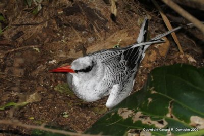 Red-billed Tropicbird