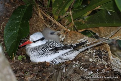 Red-billed Tropicbird