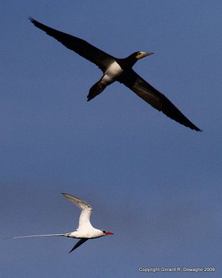 Brown Booby