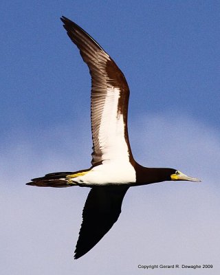 Brown Booby