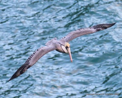 Brown Pelican