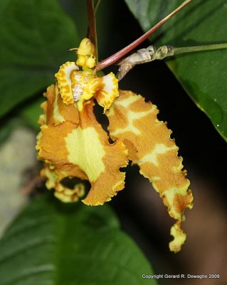 Orchid