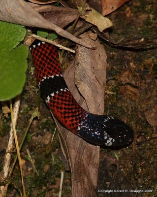 Coral Snake