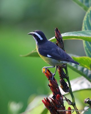 Bananaquit