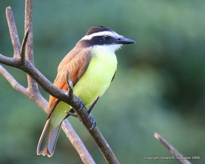 Great Kiskadee