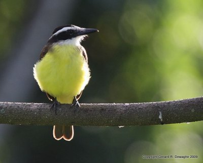 Great Kiskadee