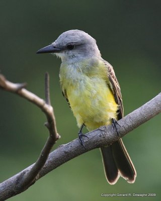 Tropical Kingbird