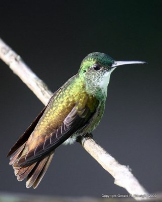 White-chested Emerald