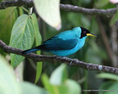 Green Honeycreeper