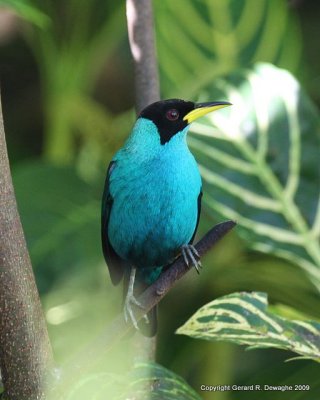 Green Honeycreeper