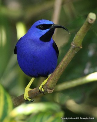 Purple Honeycreeper