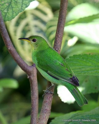 Green Honeycreeper