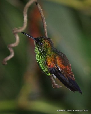 Copper-rumped Hummingbird