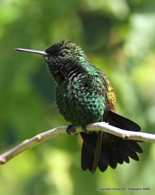 Copper-rumped Hummingbird