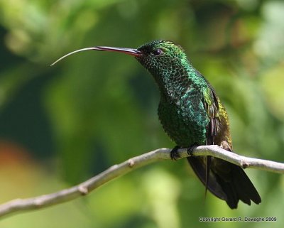 Copper-rumped Hummingbird