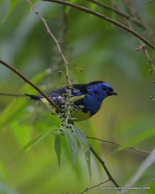 Turquoise Tanager