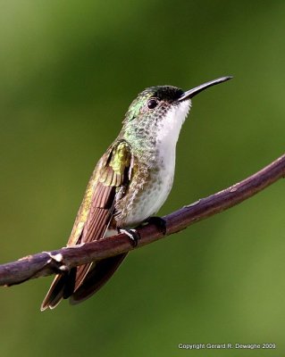 White-chested Emerald