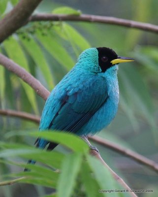 Green Honeycreeper