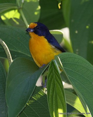 Violaceous Euphonia