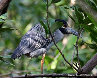 yellow-crowned Night-heron