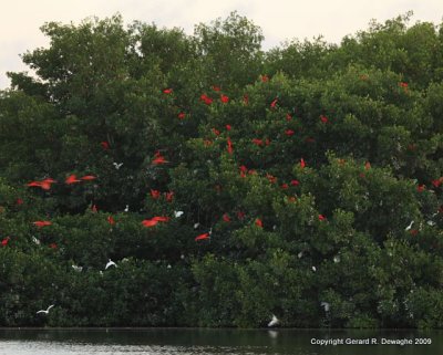 Scarlet Ibis