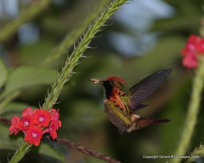 Tufted Coquette