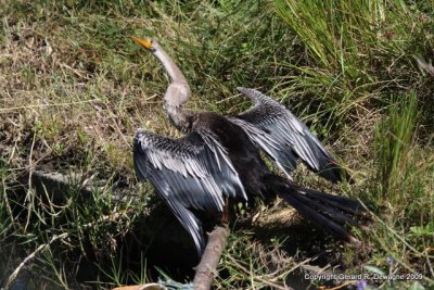 Anhinga