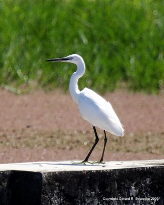 Little Egret