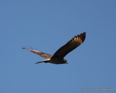 Yellow-headed Caracara